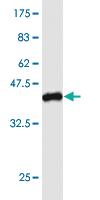 Anti-RUNX1 Mouse Monoclonal Antibody [clone: 3H7]