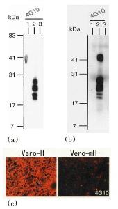 Anti-HBEGF Antibody