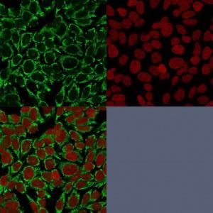 Immunofluorescent analysis of HeLa cells stained with Anti-Mitochondria Antibody [AE-1] (CF&#174; 488) (Green) Nuclear counterstain is RedDot