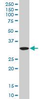 Anti-SUMF2 Mouse Polyclonal Antibody