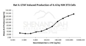 Rat recombinant IL-17AF (from <i>E. coli</i>)