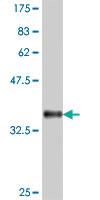 Anti-TAF2 Mouse Polyclonal Antibody