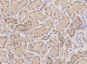 Anti-NIPBL Goat Polyclonal Antibody