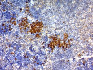 Immunohistochemical analysis of formalin-fixed, paraffin-embedded mouse spleen using Anti-CD63 Antibody [NKI/C3]