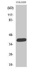 Western blot analysis of various cells using Anti-ORCTL-2 Antibody