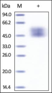 The purity of Cynomolgus CD80 / B7-1 was determined by DTT-reduced (+) SDS-PAGE and staining overnight with Coomassie Blue.