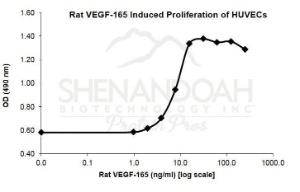 Rat Recombinant VEGF-165 (from <i>E. coli</i>)