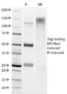 Antibody A250989-100 100 µg