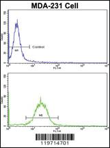 Anti-SORBS2 Rabbit Polyclonal Antibody