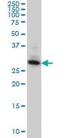 Anti-SUMF2 Mouse Monoclonal Antibody [clone: 4B3]