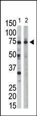 Anti-Ribophorin Rabbit Polyclonal Antibody (HRP (Horseradish Peroxidase))