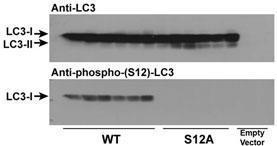 Anti-LC3C Rabbit Polyclonal Antibody (AP (Alkaline Phosphatase))