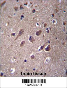 Anti-PHACTR3 Rabbit Polyclonal Antibody (FITC (Fluorescein Isothiocyanate))