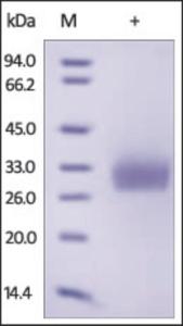 The purity of rh CD40 was determined by DTT-reduced (+) SDS-PAGE and staining overnight with Coomassie Blue.