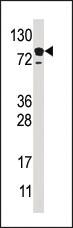 Anti-EPS15 Rabbit Polyclonal Antibody