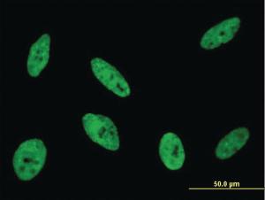 Anti-CDKL1 Mouse Monoclonal Antibody [clone: 5B11]