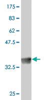 Anti-SRSF4 Mouse Polyclonal Antibody