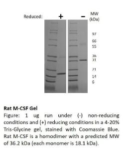 Rat Recombinant M-CSF (from <i>E. coli</i>i)