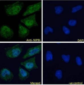 Anti-NIPBL Goat Polyclonal Antibody