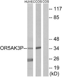 Western blot analysis of lysates from HUVEC and COS7 cells using Anti-OR5AK3P Antibody. The right hand lane represents a negative control, where the antibody is blocked by the immunising peptide