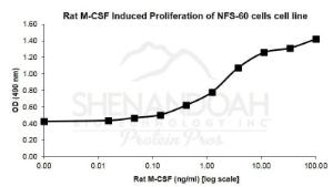 Rat Recombinant M-CSF (from <i>E. coli</i>i)