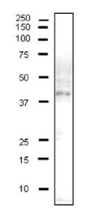 Anti-CD40 Antibody (Biotin)