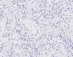 Anti-NIPBL Goat Polyclonal Antibody