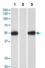 Anti-ACTA2 Goat Polyclonal Antibody