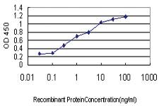 Anti-CRIM1 Mouse Monoclonal Antibody [clone: 6E4]