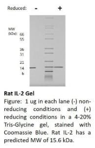 Rat Recombinant IL-2 (from E. coli)