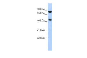 Anti-RNH1 Rabbit Polyclonal Antibody