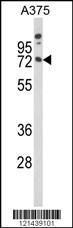 Anti-MAG Rabbit Polyclonal Antibody (APC (Allophycocyanin))