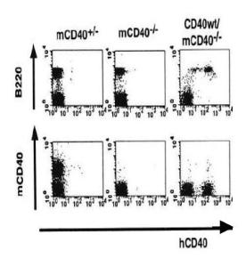 Anti-CD40 Antibody (Biotin)