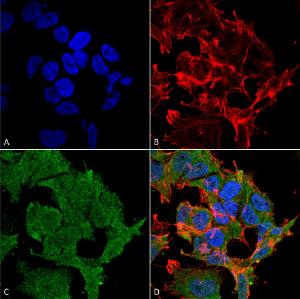 Immunocytochemistry/Immunofluorescence analysis of human neuroblastoma cell line (SK-N-BE, fixed in 4% formaldehyde for 15 min at room temperature, using Anti-SHANK2 Antibody [N23b/6] (A304814), at 1:100 for 60 minutes at room temperature