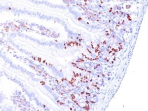 Immunohistochemical analysis of formalin-fixed, paraffin-embedded mouse small intestine using Anti-BrdU Antibody [BRD469 + BRD494 + BRD.3]