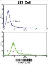 Anti-TSHZ1 Rabbit Polyclonal Antibody