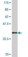 Anti-TAF4 Mouse Polyclonal Antibody