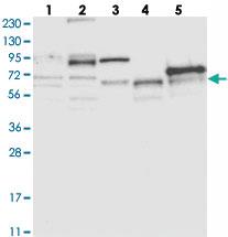 Anti-ABLIM2 Rabbit Polyclonal Antibody