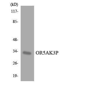 Western blot analysis of the lysates from HepG2 cells using Anti-OR5AK3P Antibody