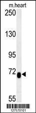 Anti-LCA5L Rabbit Polyclonal Antibody (APC (Allophycocyanin))