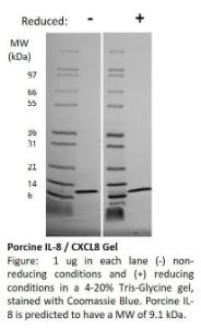 Pig Recombinant IL-8 (from E. coli)