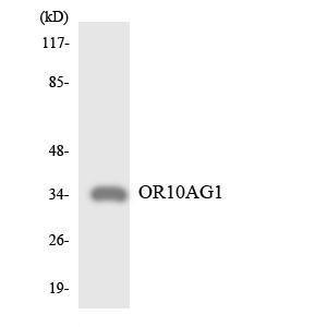 Western blot analysis of the lysates from RAW264.7 cells using Anti-OR10AG1 Antibody