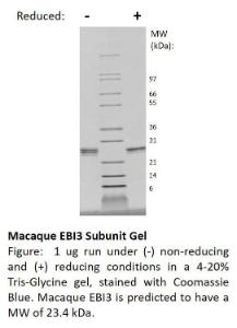 Macaque recombinant EBI3 subunit (IL-27/IL-35) (from <i>E. coli</i>)