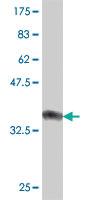 Anti-COG6 Mouse Polyclonal Antibody