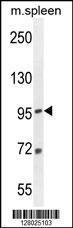 Anti-EFTUD1 Rabbit Polyclonal Antibody (Biotin)