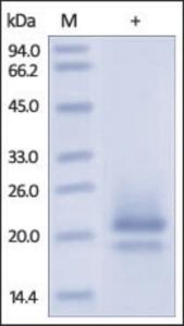 The purity of rh CD83 was determined by DTT-reduced (+) SDS-PAGE and staining overnight with Coomassie Blue.