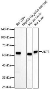 Western blot analysis of various lysates, using Anti-AKT3 Antibody [ARC57891] (A309935) at 1:60,000 dilution. The secondary Antibody was Goat Anti-Rabbit IgG H&L Antibody (HRP) at 1:10000 dilution. Lysates/proteins were present at 25 µg per lane