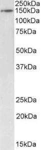 Anti-BRD4 Antibody (A82759) (1 µg/ml) staining of Mouse Testes lysate (35 µg protein in RIPA buffer). Primary incubation was 1 hour. Detected by chemilu minescence