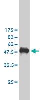 Anti-PKN2 Mouse Monoclonal Antibody [clone: 3A7]