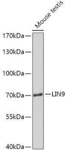 Antibody A308926-100 100 µl